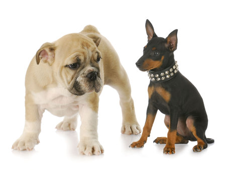 toy manchester terrier puppy and english bulldog puppy with reflection on white backgroundの写真素材