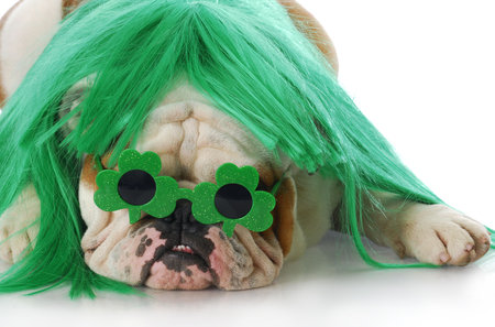 english bulldog wearing green wig and shamrock glasses with reflection on white backgroundの写真素材