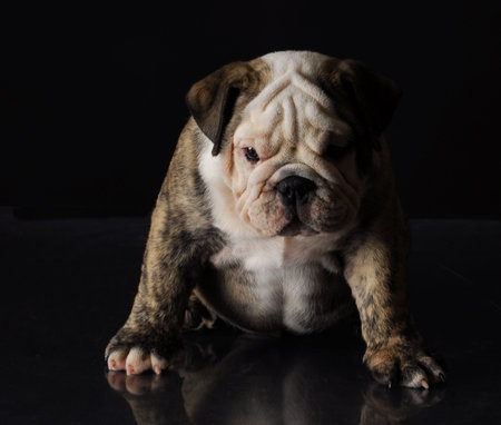 english bulldog puppy sitting with reflection on black backgroundの写真素材