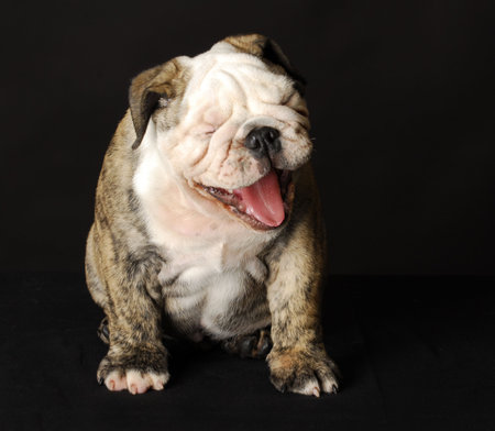 english bulldog puppy with mouth open laughing on black backgroundの写真素材