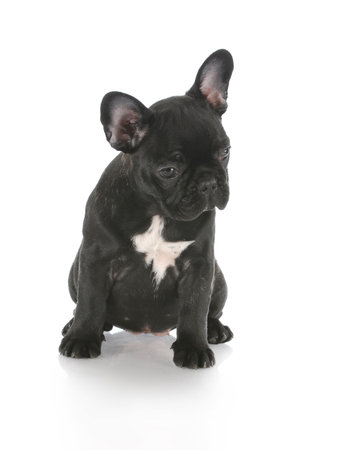french bulldog puppy sitting with reflection on white backgroundの写真素材