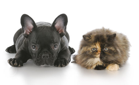 persian kitten and french bulldog puppy laying down looking at viewer with reflection on white backgroundの写真素材