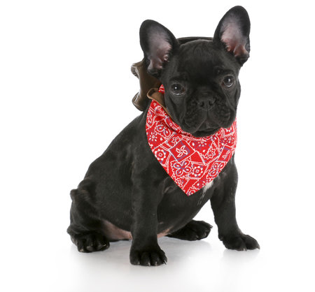 french bulldog wearing cowboy hat and red bandanna with reflection on white backgroundの写真素材
