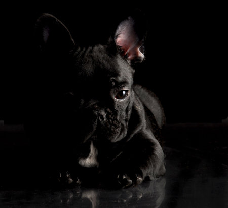black french bulldog laying down on black backgroundの写真素材