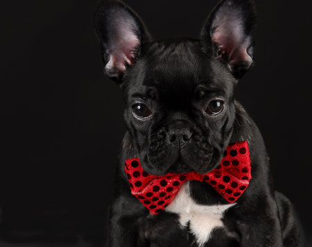 french bulldog wearing red bowtie on black backgroundの写真素材