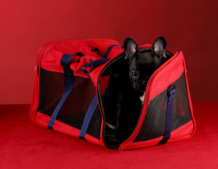 french bulldog in soft sided travel bag on red backgroundの写真素材