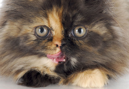persian kitten licking lips - 12 weeks oldの写真素材