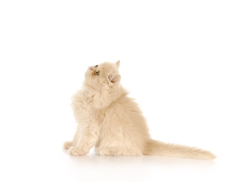 adorable persian kitten sitting looking up with reflection on white backgroundの写真素材