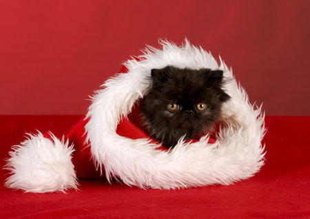 persian kitten sitting inside santa hat on red backgroundの写真素材