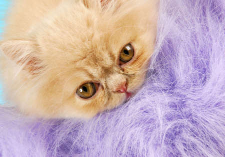kitten surrounded by purple fuzz  - 12 week old persianの写真素材