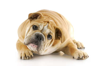 english bulldog puppy with cute expression laying down looking at viewer with reflection on white backgroundの写真素材