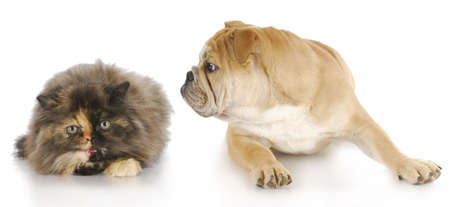 dog and cat - persian kitten hissing at english bulldog puppy with reflection on white backgroundの写真素材
