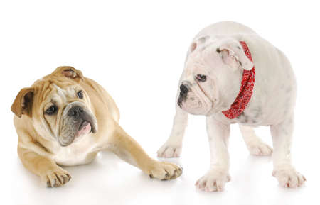 two english bulldog puppies with reflection on white backgroundの写真素材