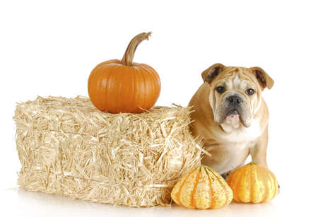 english bulldog puppy in autumn with straw and pumpkinsの写真素材