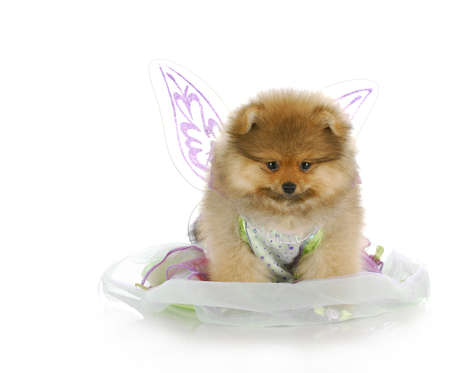 pomeranian puppy dressed up like an angel with reflection on white backgroundの写真素材