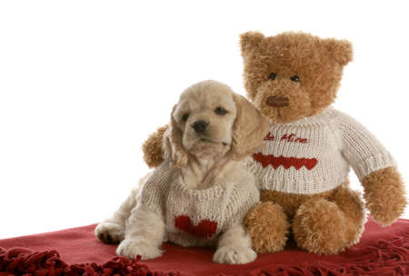 american cocker spaniel puppy being loved by stuffed teddy bear on white backgroundの写真素材