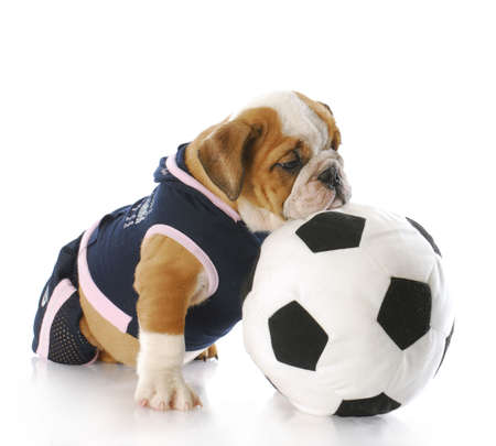 english bulldog puppy female wearing sports jersey playing with soccer ballの写真素材