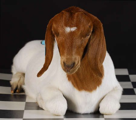 goat laying down on checkered floor with black background - purebred south african boerの写真素材