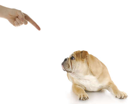 person scolding english bulldog puppy with guilty looking expressionの写真素材