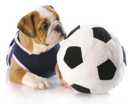 english bulldog puppy female wearing sports jersey playing with soccer ballの写真素材