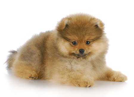 adorable pomeranian puppy laying down with reflection on white backgroundの写真素材