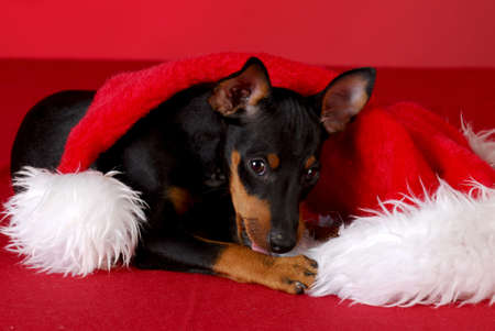 manchester terrier puppy chewing on santa hat with red backgroundの写真素材