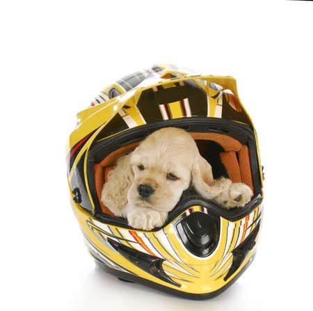 cocker spaniel puppy in a motocross helmet with reflection on white backgroundの写真素材