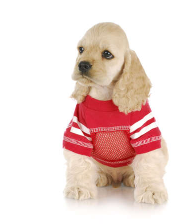 cute cocker spaniel puppy wearing red dog coat with reflection on white backgroundの写真素材