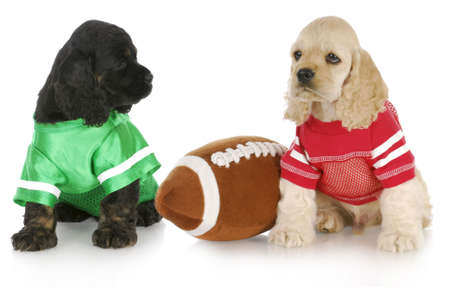 american cocker spaniel puppies wearing sports jerseys sitting beside stuffed footballの写真素材