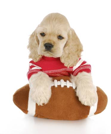 cocker spaniel puppy wearing red jersey with paws on footballの写真素材