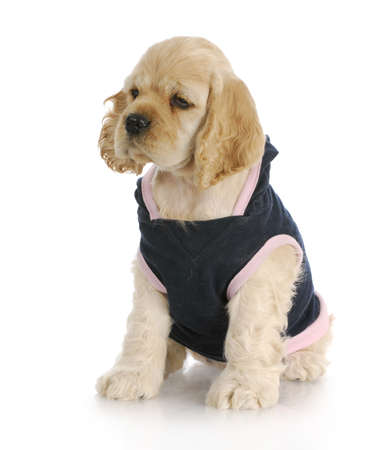 cocker spaniel puppy wearing blue and pink dog coat with reflection on white backgroundの写真素材
