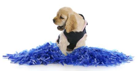 adorable cocker spaniel puppy cheering with cheerleader costume and pompomsの写真素材