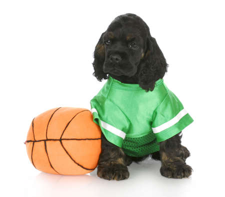 cocker spaniel puppy wearing green jersey sitting beside basketball with reflection on white...