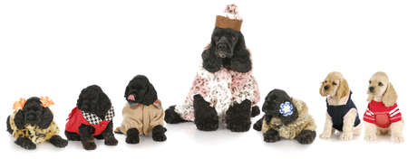 litter of cocker spaniel puppies with their mother all dressed in costumes with reflection on white backgroundの写真素材