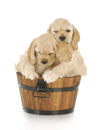 litter of cocker spaniel puppies in a wooden basket with reflection on white backgroundの写真素材