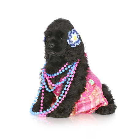 adorable cocker spaniel puppy dressed up like a girl with reflection on white backgroundの写真素材
