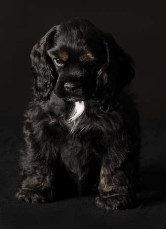 black and tan cocker spaniel puppy sitting on black backgroundの写真素材