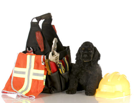 cocker spaniel puppy sitting beside tool pouch and construction worker hatの写真素材
