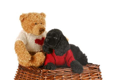 cocker spaniel bear and teddy bear wearing sweaters on wicker standの写真素材