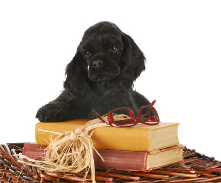 adorable cocker spaniel puppy with books and reading glasses on white backgroundの写真素材