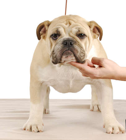 bulldog puppy - prospective show puppy being stacked on a leaseの写真素材