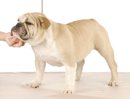 english bulldog show puppy stacked on white backgroundの写真素材