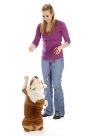 english bulldog being taught how to sit pretty or beg with reflection on white backgroundの写真素材