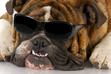 english bulldog wearing cool sunglasses on white backgroundの写真素材