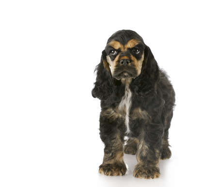 cocker spaniel puppy standing with reflection on white background - black and tan - 8 weeks oldの写真素材