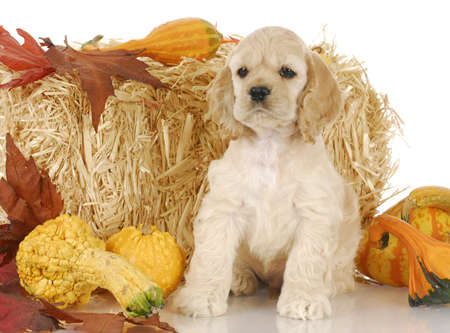 cocker spaniel puppy sitting with autumn colored decorations on white backgroundの写真素材