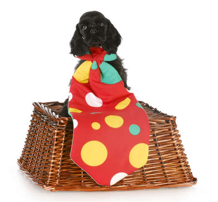 cocker spaniel puppy wearing big polka dot clown tie with reflection on white backgroundの写真素材