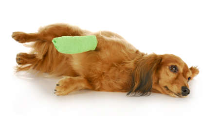 veterinary care - dachshund with a wounded paw with reflection on white backgroundの写真素材