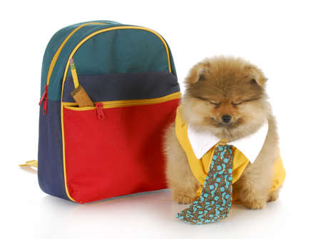 cute pomeranian puppy wearing shirt and tie sitting beside school bag with funny expressionの写真素材