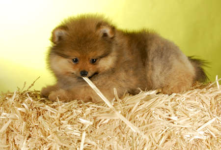 adorable pomeranian puppy laying on bale of straw with yellow backgroundの写真素材